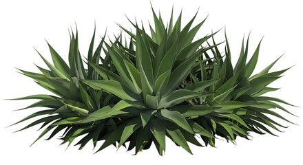 Agave Plant with Spiky Green Leaves graphic design