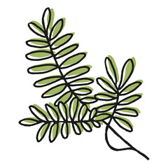 Png acacia tree leaf collage element, line art design on transparent background