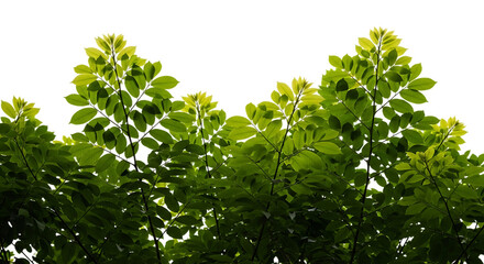 Bright Green Leaves Illuminated Against Black Background Keywords: green leaves, foliage