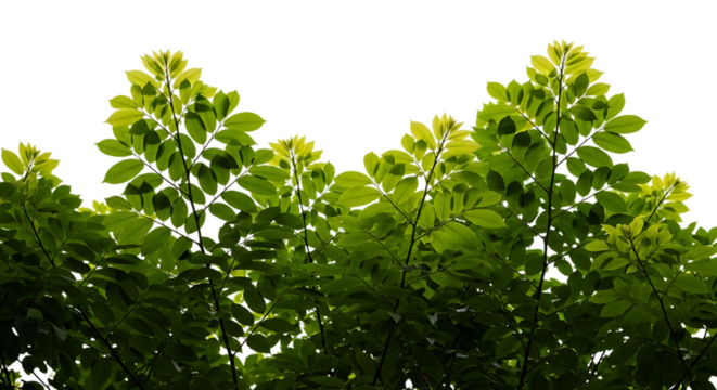 Bright Green Leaves Illuminated Against Black Background Keywords: green leaves, foliage