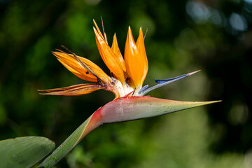 Vibrant close-up of a Bird of Paradise (Strelitzia reginae) flower with orange petals and a dramatic blue tongue against blurred green foliage in daylight.