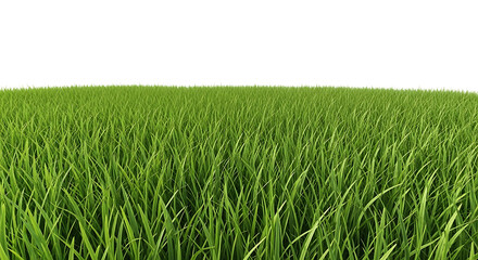 Obraz premium Close-up of vibrant green grass blades lawn meadow