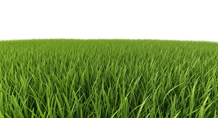 Close-up of vibrant green grass blades lawn meadow