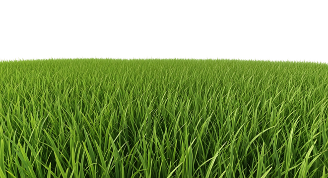 Close-up of vibrant green grass blades lawn meadow