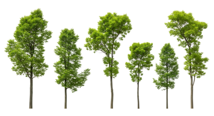 Collection of Green Leafy Trees on Black leaves nature