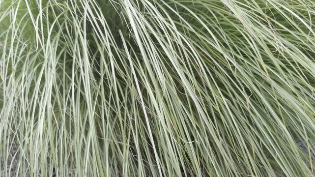 green ornamental grass blowing in the wind
