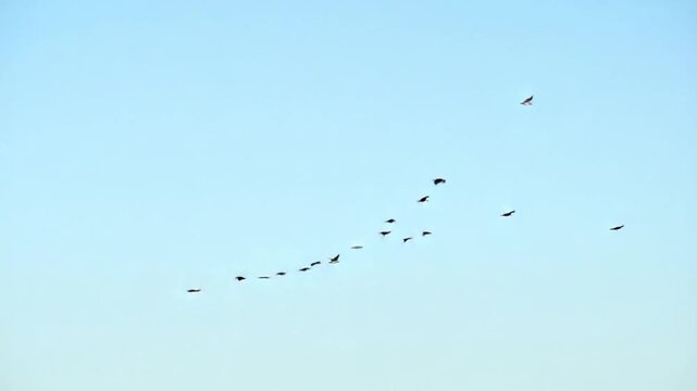 Flock of Asian Openbill Anastomus oscitans flying overhead in blue sky during migration season in Phuket island. Thailand.Birds in the sky overhead