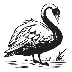 Swan preening feathers silhouette