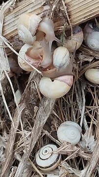 Escargots caragouilles ros&eacute;es de retour sur le sol apr&egrave;s la pluie apr&egrave;s une p&eacute;riode suspendus en hauteur &agrave; cause de la s&eacute;cheresse