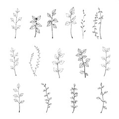 Minimalist black ink drawings of assorted plants and vines, displayed overhead in a clean grid. Each plant illustration uses bold lines and subtle shading, showing depth and texture in the leaves and 