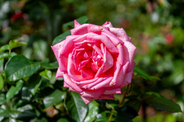 Beautiful pink rose close-up, highlighting its delicate petals and natural texture under the sunlight in the garden.
