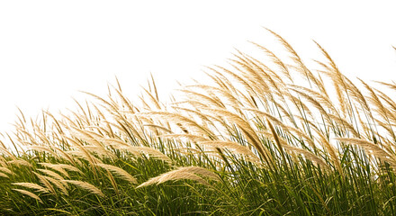 Golden Reed Grass Swaying in the Wind Against Black Background Keywords: reed grass, golden, dry