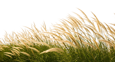 Golden Reed Grass Swaying in the Wind Against Black Background Keywords: reed grass, golden, dry