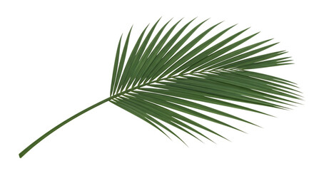Obraz premium Green Palm Leaf with White Outline Isolated on Black
