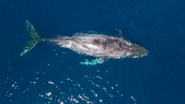 Toma a&eacute;rea de una ballena gris saliendo a respirar, en Punta Arena, Baja California, M&eacute;xico.