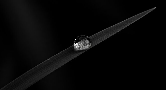 Stunning macro shot of a single water droplet resting on a dark blade of grass