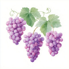 purple grapes with accompanying green leaves and tendrils., isolate on white background