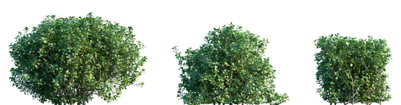 Set of Quercus coccifera (the kermes oak or commonly known as Palestine oak) frontal isolated png on a transparent background perfectly cutout