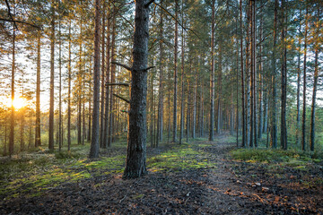 Walking narrow path through autumn forest with rows of pines standing tall among winding trail, sunrise time. Pines line footpath in woodland with green moss at sunset. Ecotourism. 