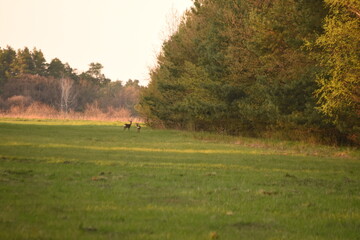 Bambi © Tomasz