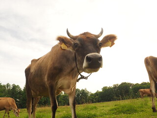 Happy Cow © Tomasz