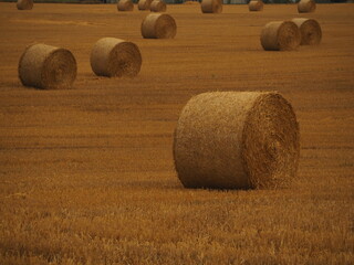 Harvest