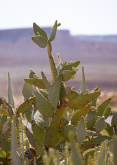 Obraz premium Cactus view.Vibrant cactus growing in a unique formation against vast desert landscape
