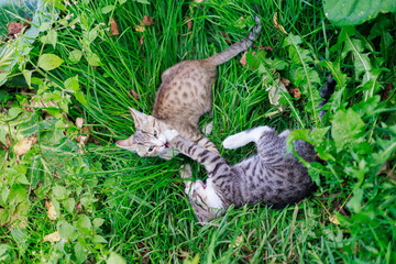 Two kittens joyfully playing in green grass, symbol of childhood, freedom and happiness. Copy space.
