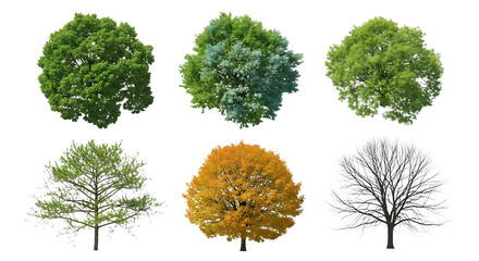 Six Diverse Trees in Different Seasons green yellow