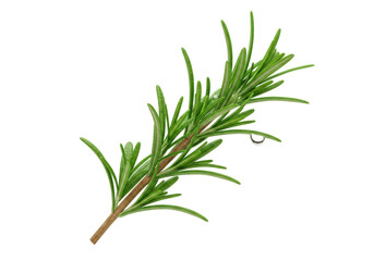 Isolated sprig of fresh rosemary with water droplet, aromatic herb for cooking dishes