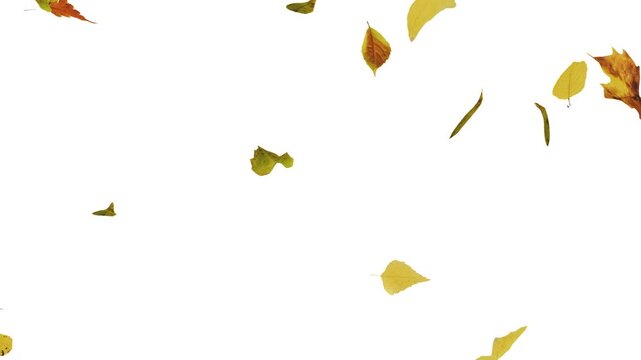 Falling Autumn Leaves Background Seamless Loop
