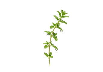 Obraz premium Isolated oregano sprig with water droplets, fresh and aromatic herb for cooking and flavoring