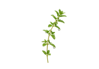 Isolated oregano sprig with water droplets, fresh and aromatic herb for cooking and flavoring