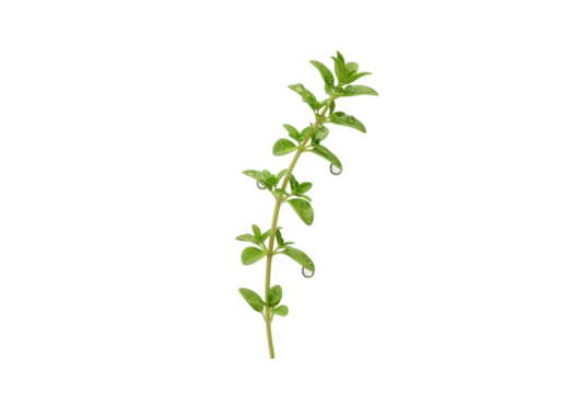 Isolated oregano sprig with water droplets, fresh and aromatic herb for cooking and flavoring
