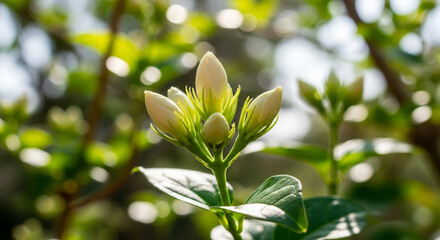 Obraz premium Close up of jasmine flower buds in the garden in the sunlight