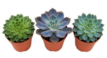 Three potted succulents in a row on black background