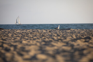 Sailboat and seagull at the beach
