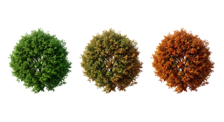 Three Trees Showing Seasonal Color Change Keywords: trees, seasons, autumn, fall, summer, spring