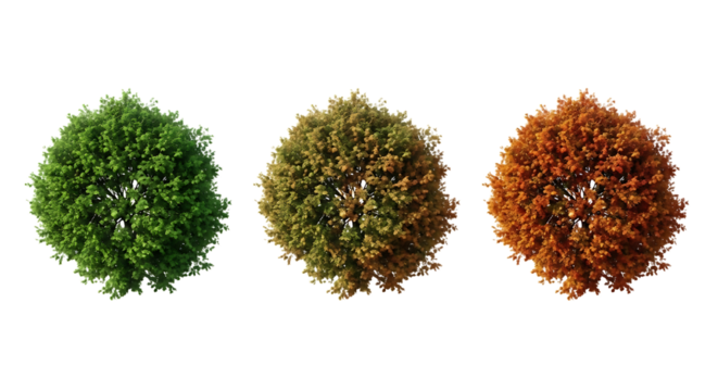 Three Trees Showing Seasonal Color Change Keywords: trees, seasons, autumn, fall, summer, spring