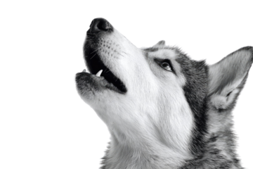 A monochrome Alaskan Malamute's head tilts up, mouth open, against a transparent background. background removed