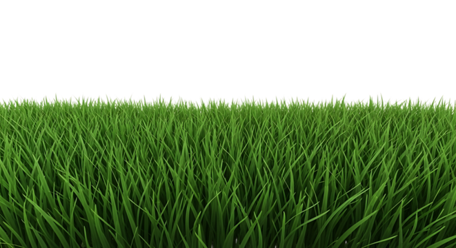 Vibrant Green Grass Field with Detailed Blades image