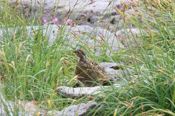 乗鞍岳で撮影したライチョウ