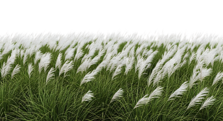 White Pampas Grass Field Against Black Sky image 1922d79f7af3d02873f41713aaa2582ddr