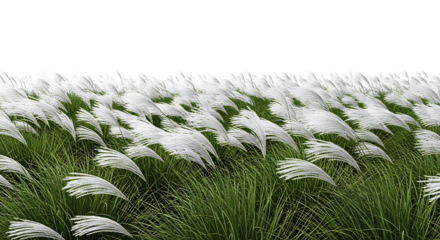 White Pampas Grass Field Swaying in Wind image b2971c3b7edd1c0aa27442897773071cdr