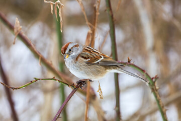 American Tree Sparrow perched on a tree branch in Ontario Canada