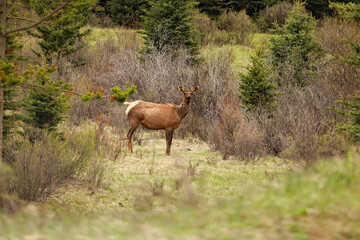 Young female Elk curiously looking at the camera