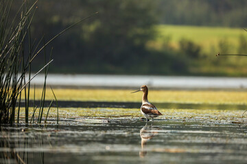 American Avocet standing in a marsh in Alberta Canada