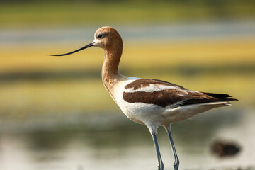 Close shot of an American Avocet in a marsh in Alberta Canada 