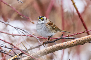 Adorable White-throated Sparrow perched on a tree branch in Ontario Canada