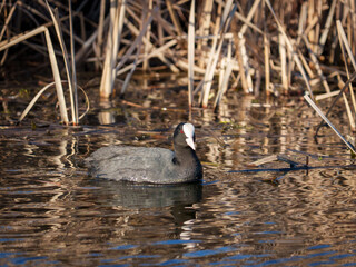 A coot glides through tranquil waters reflecting sunlight, surrounded by tall reeds. The scene captures a serene moment in nature on a clear day, ideal for wildlife watchers.